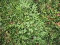 Green Gem Boxwood
